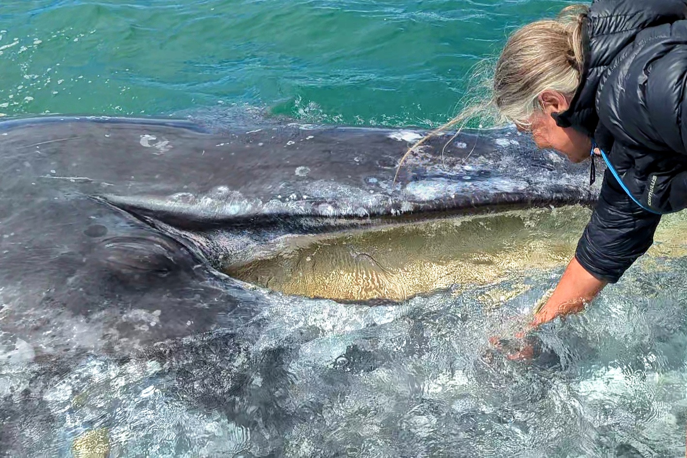 Baleine grise au contact du bateau